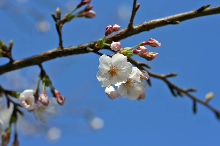 Sakura 06.3.25
